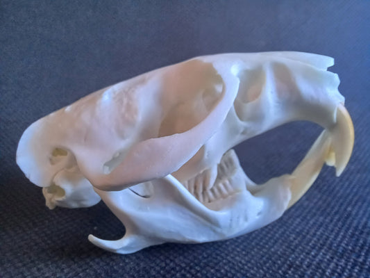 Muskrat Skull