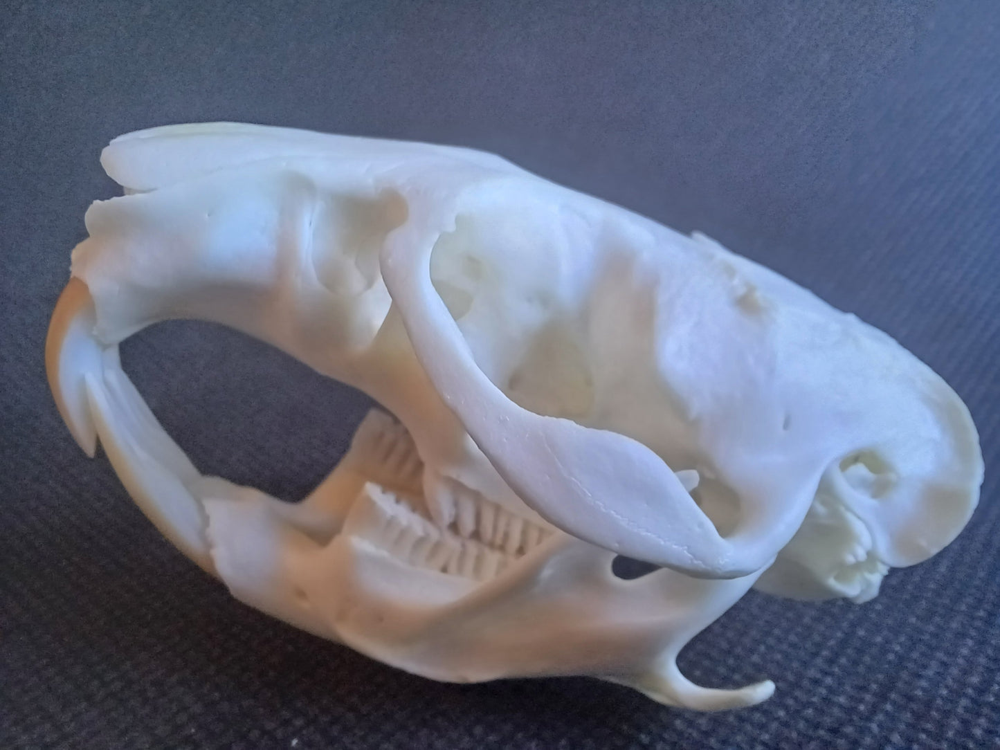 Muskrat Skull