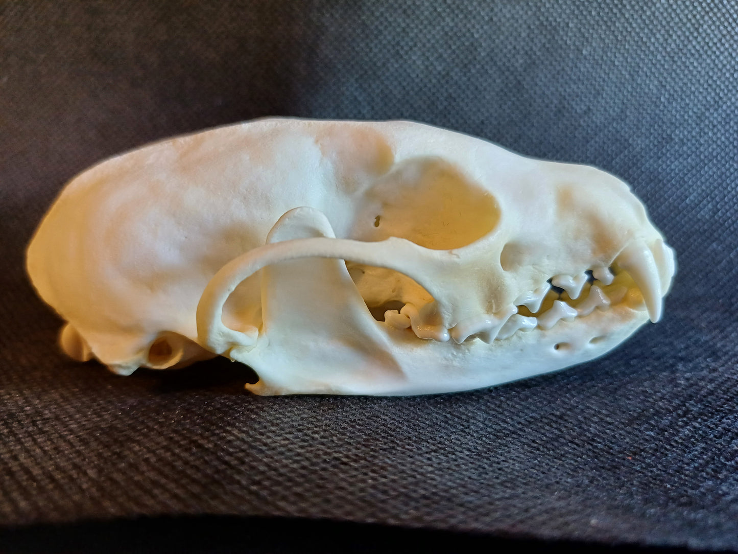 Fisher Skull