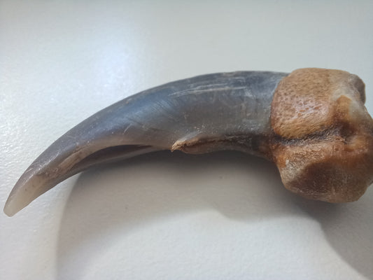 Large Polar bear claw (CITES)