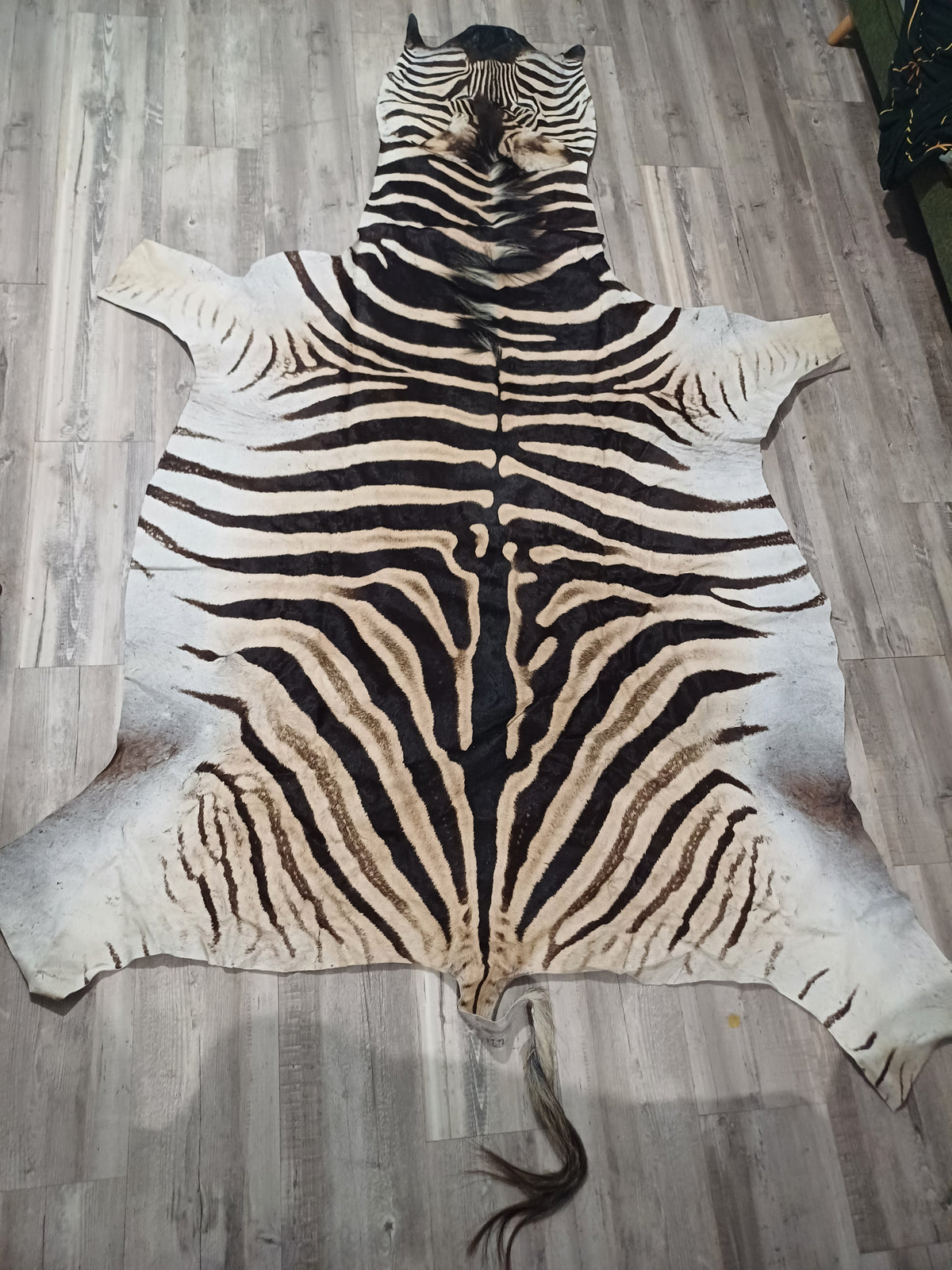 Vebra Hide Full zebra hide – SkullsandSkinsForSale
