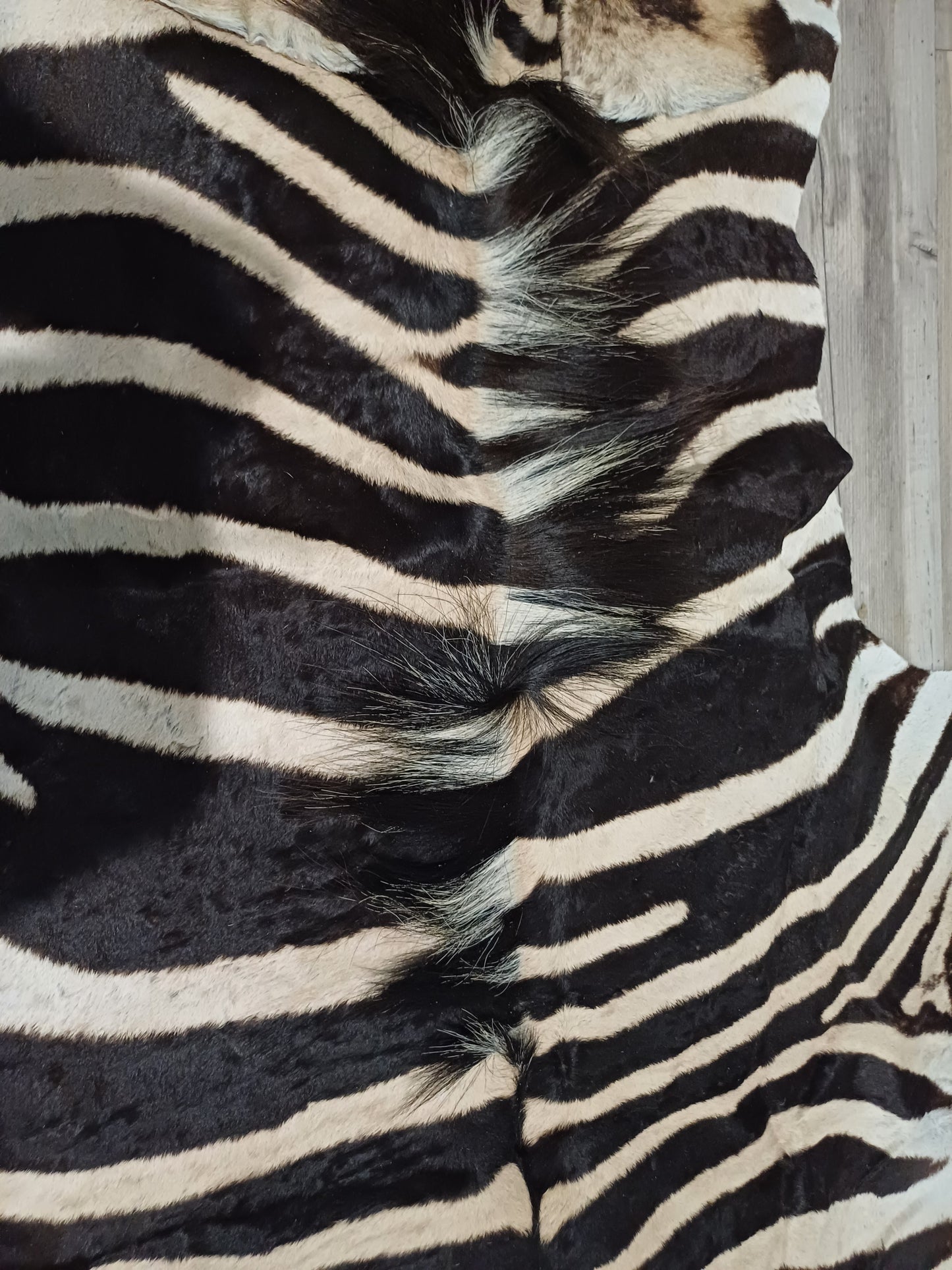 Full zebra hide