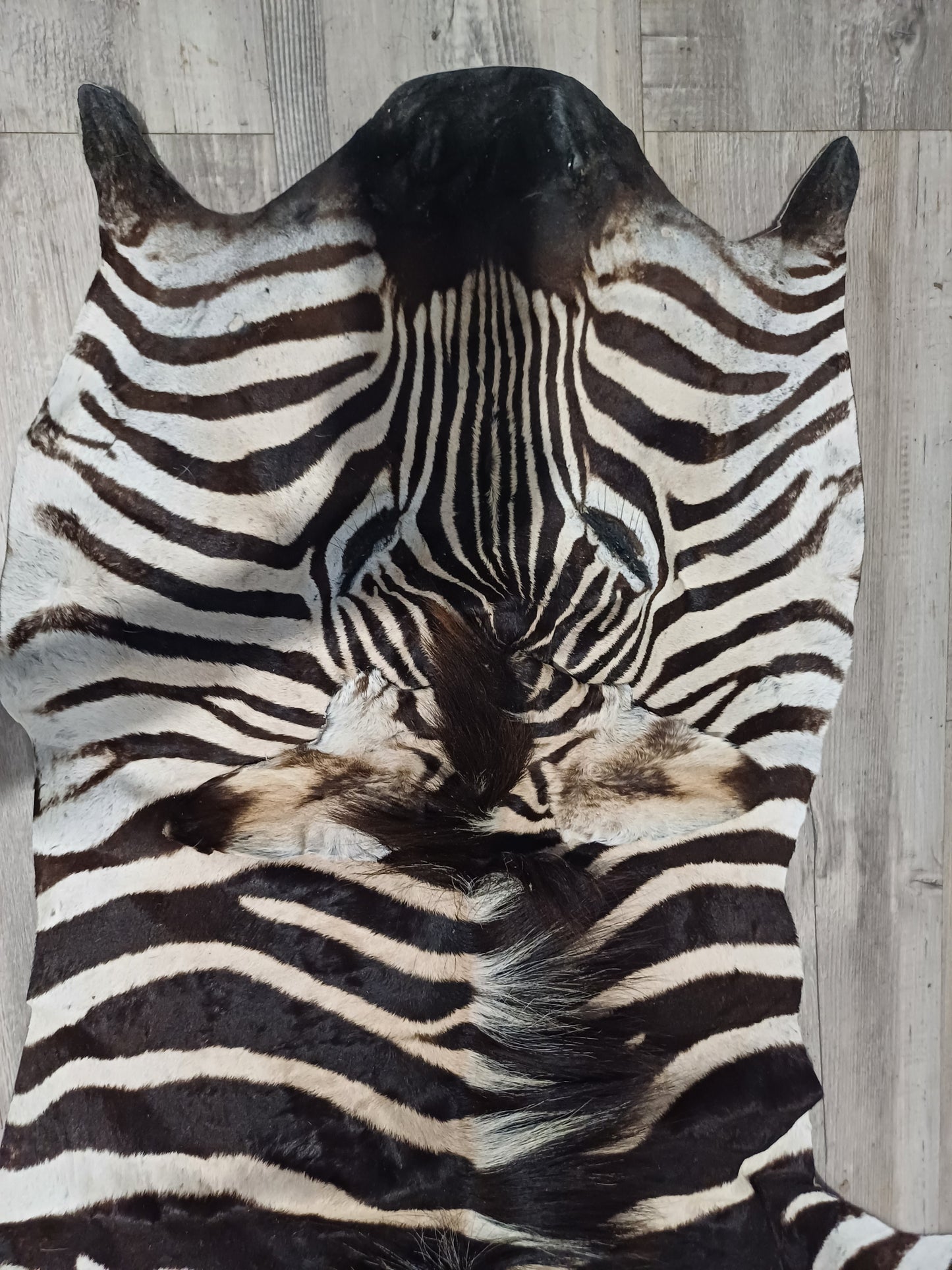 Full zebra hide