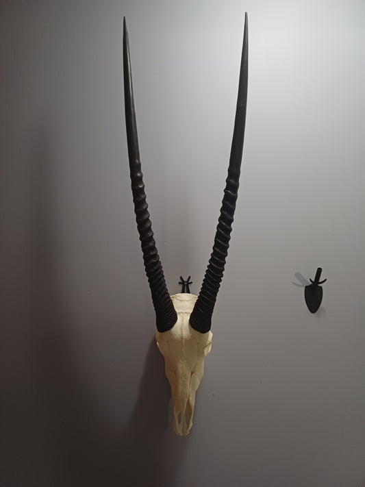 Oryx / Gemsbok skull