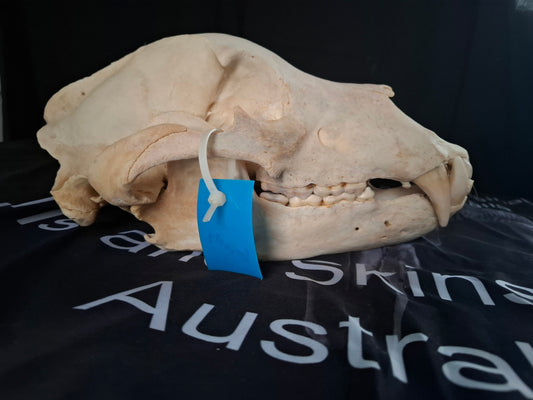 Grizzly Bear skull