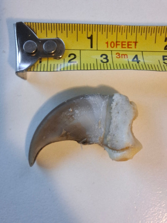 Black Bear Claw