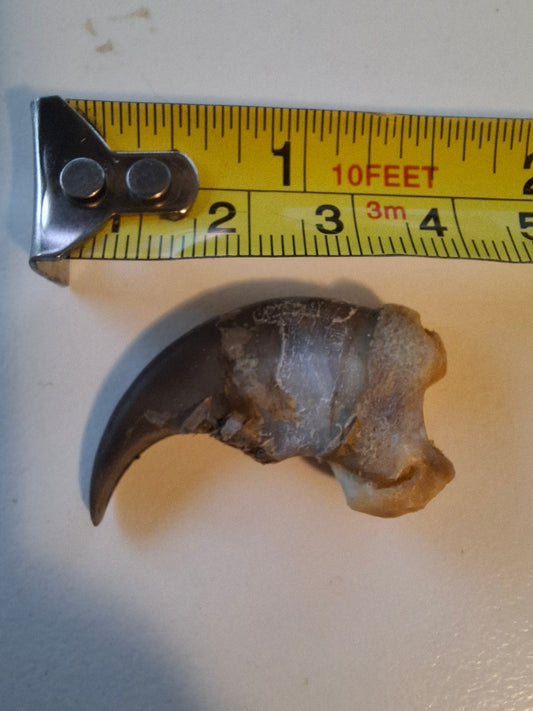 Black Bear Claw
