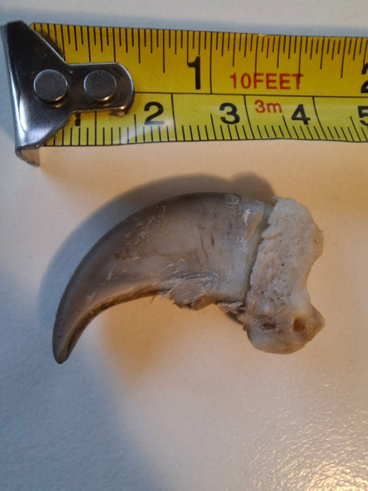 Black Bear Claw