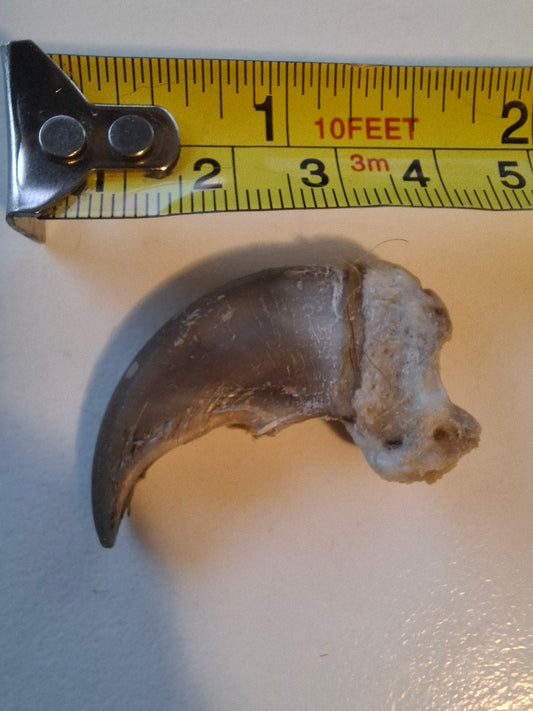 Black Bear Claw
