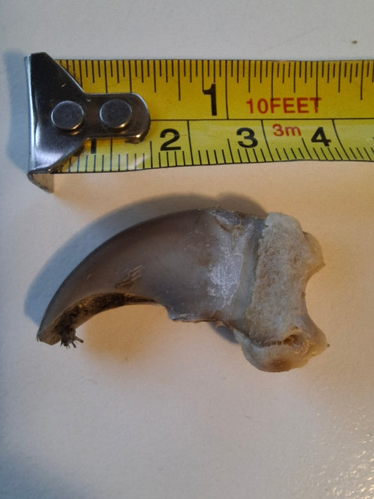 Black Bear Claw
