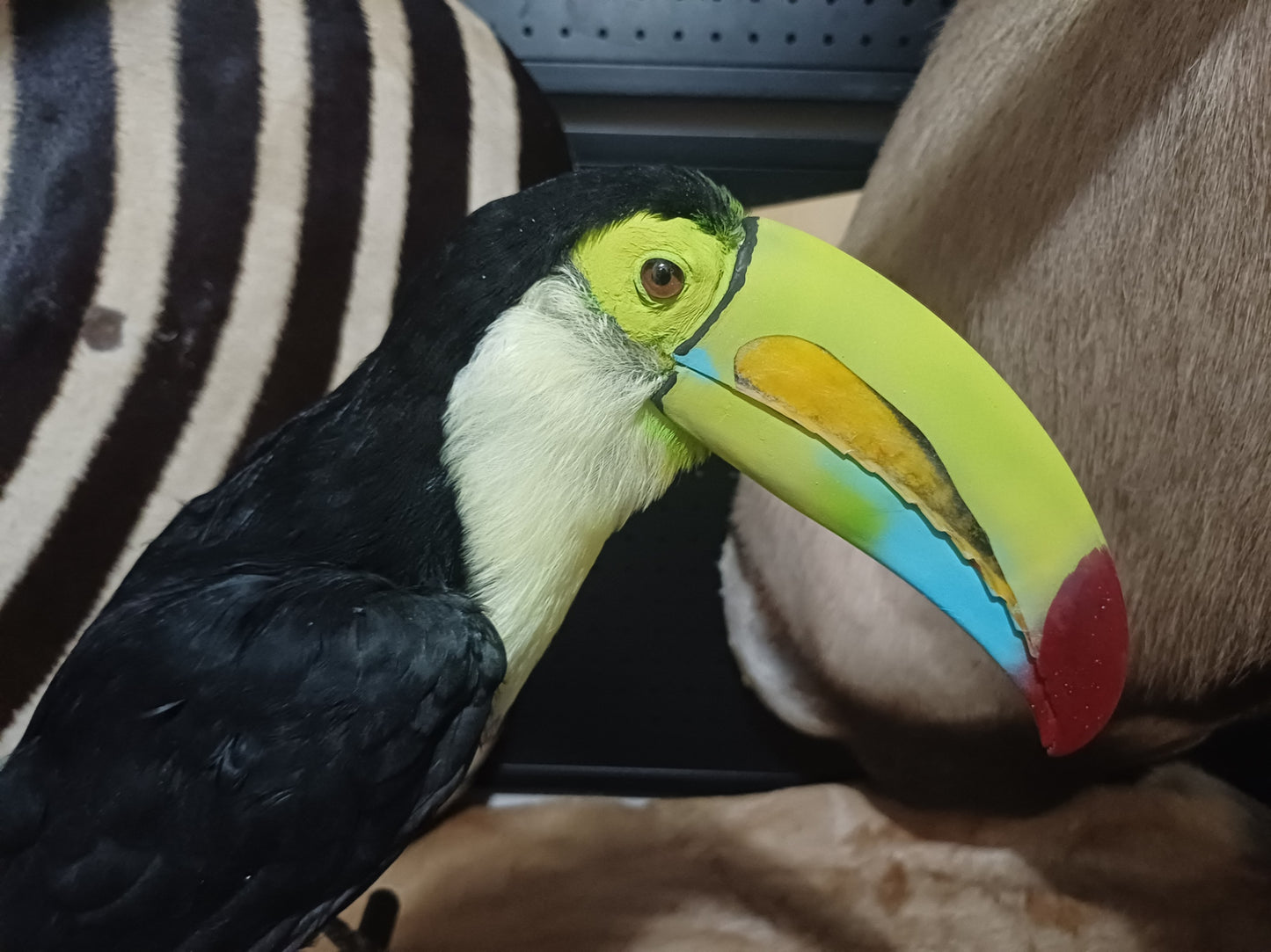 Keel-Billed Toucan (ex-Zoo)