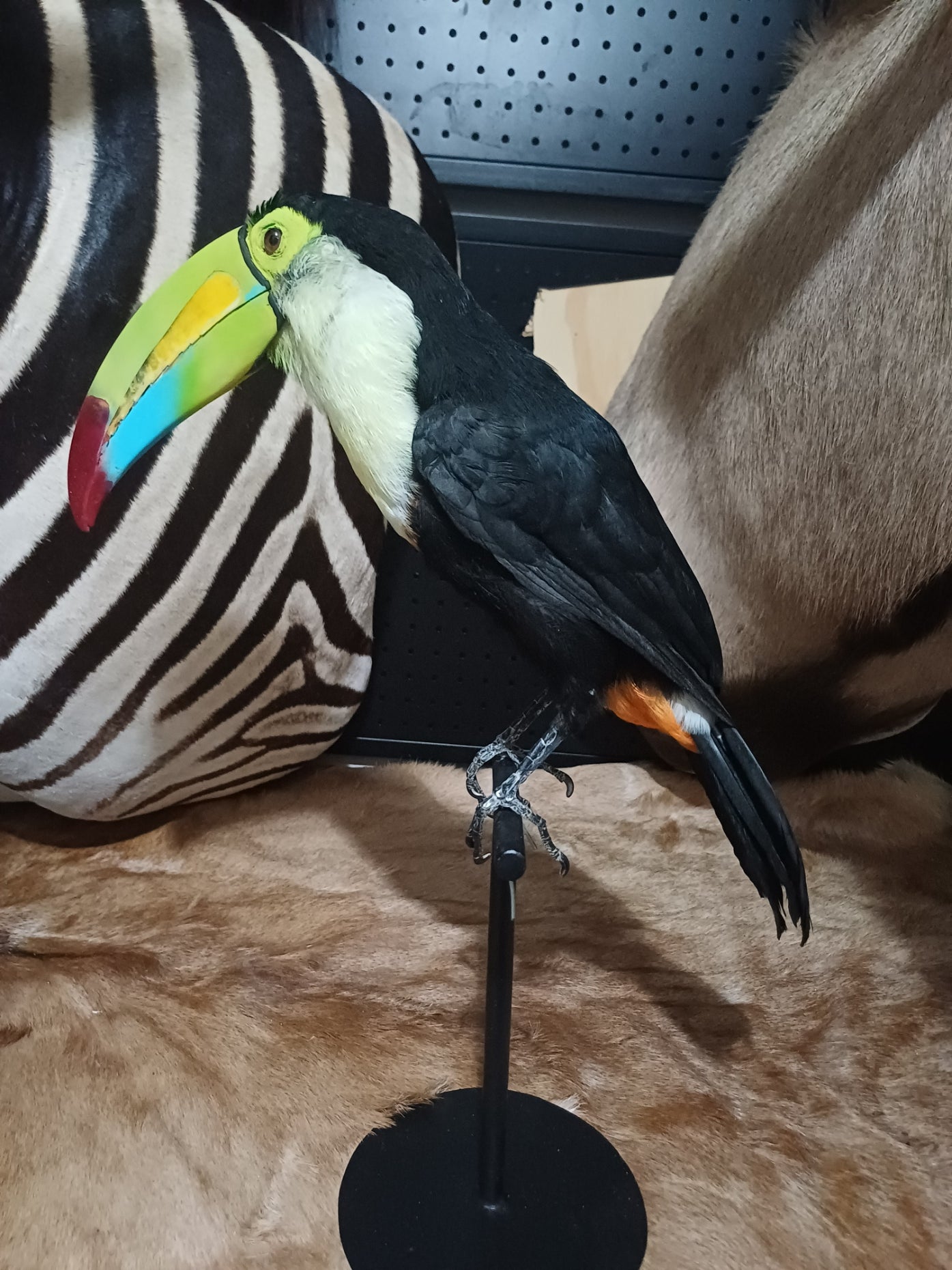 Keel-Billed Toucan (ex-Zoo)