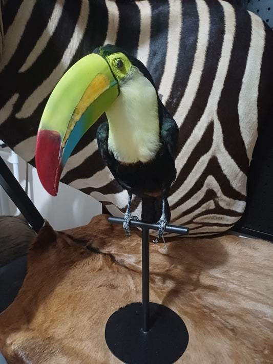 Keel-Billed Toucan (ex-Zoo)