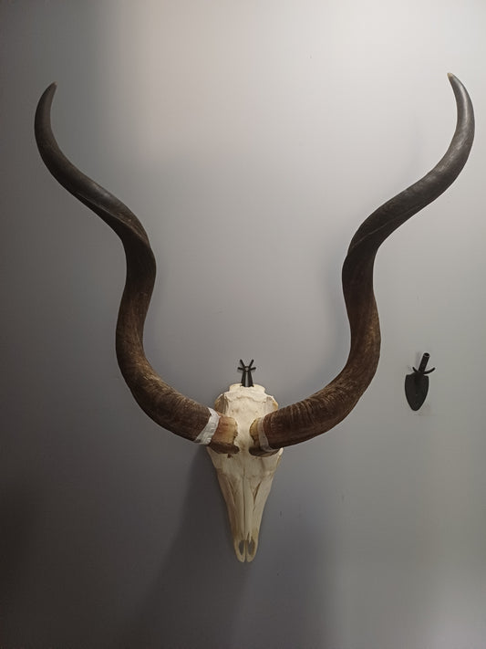 Kudu