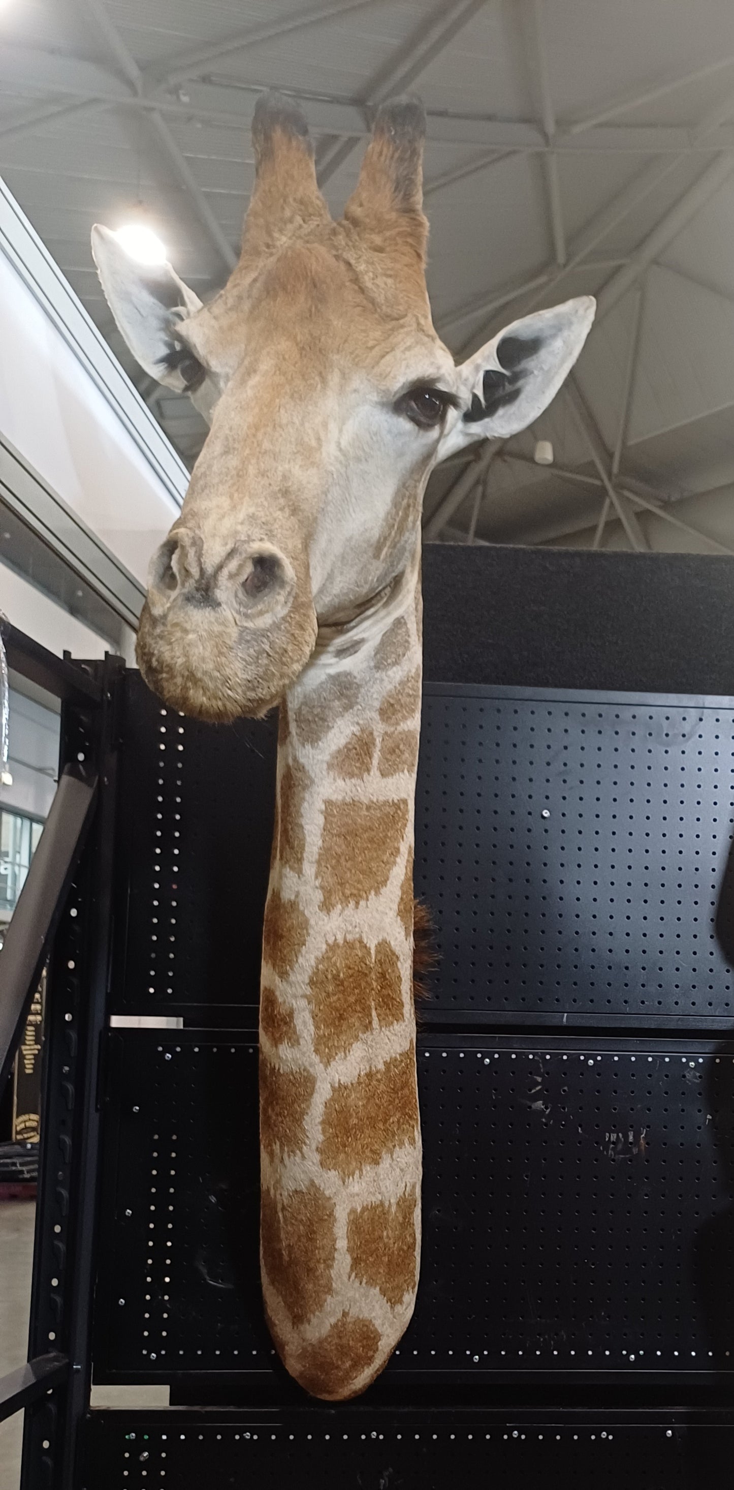 Giraffe mount
