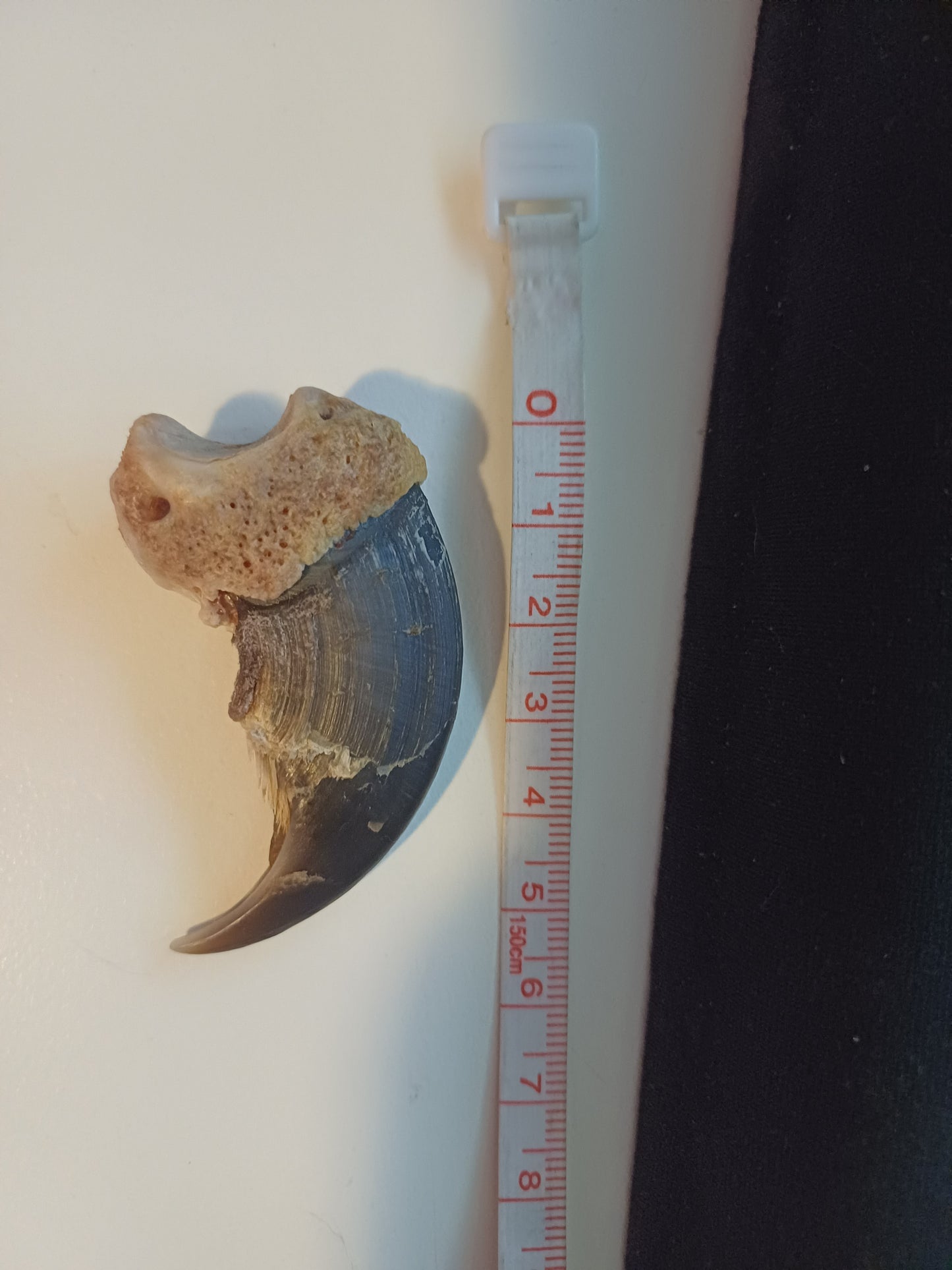 Large Polar bear claw (CITES)