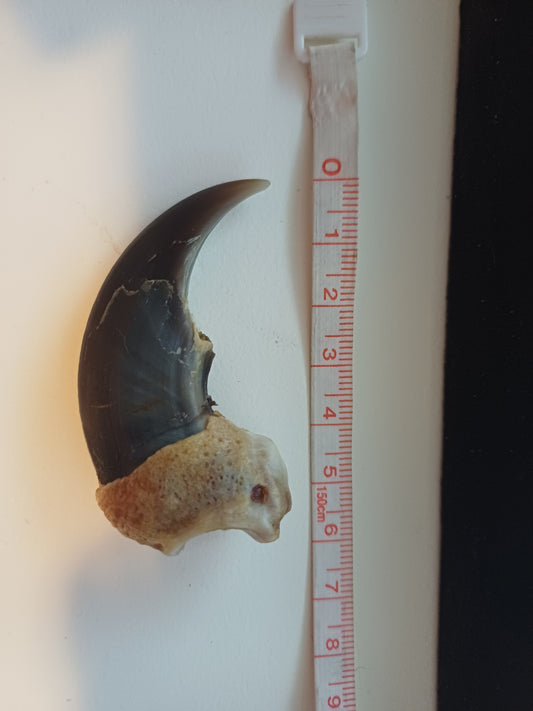 Large Polar bear claw (CITES)