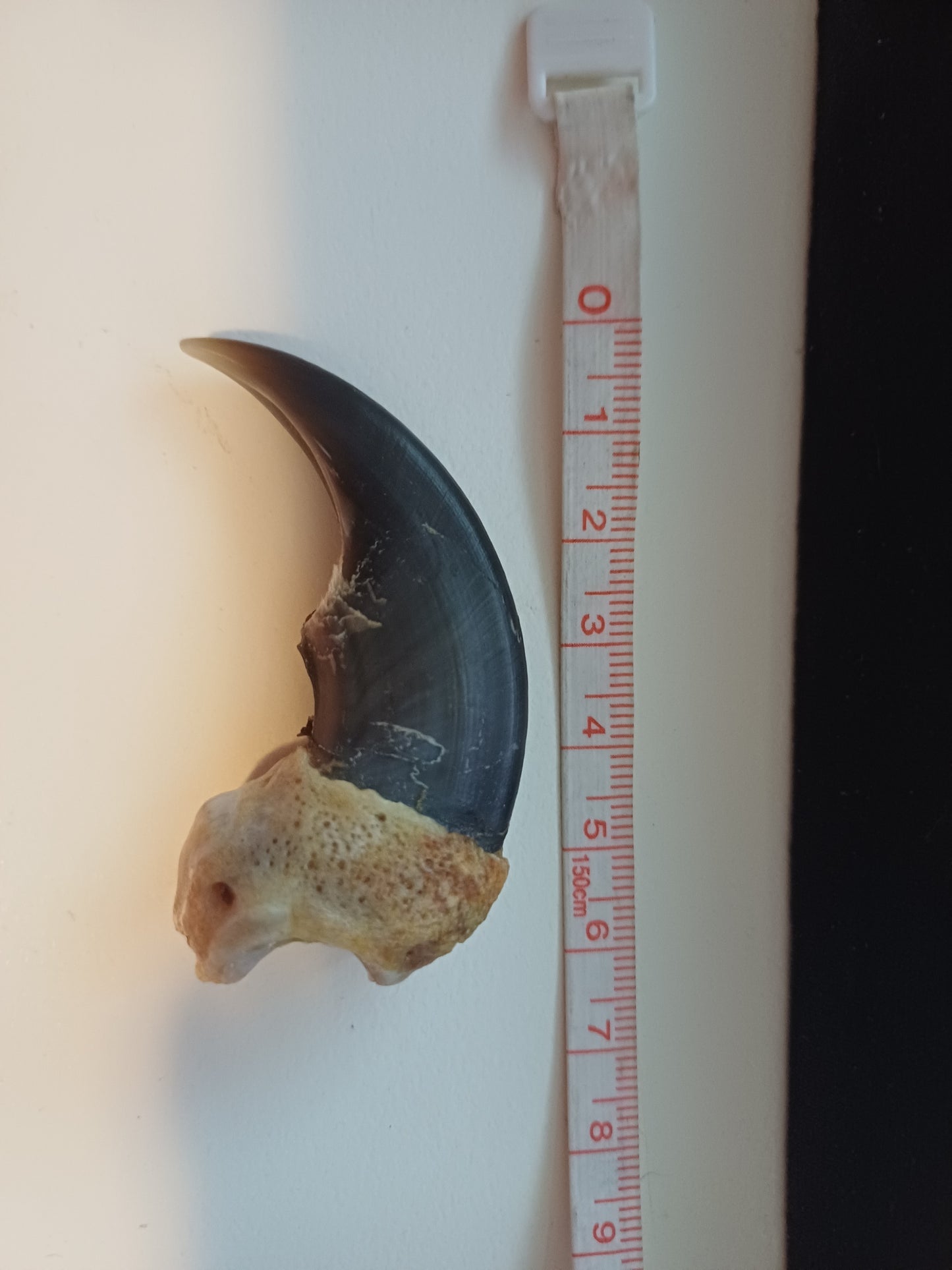 Large Polar bear claw (CITES)