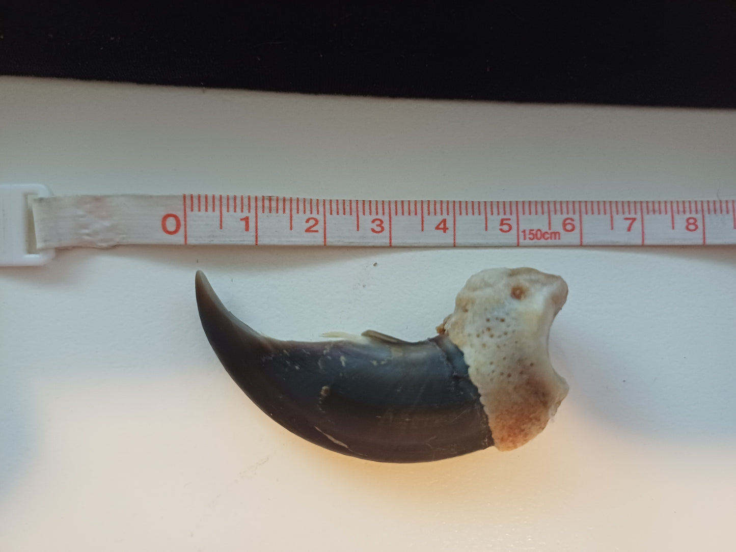Large Polar bear claw (CITES)