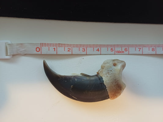 Large Polar bear claw (CITES)