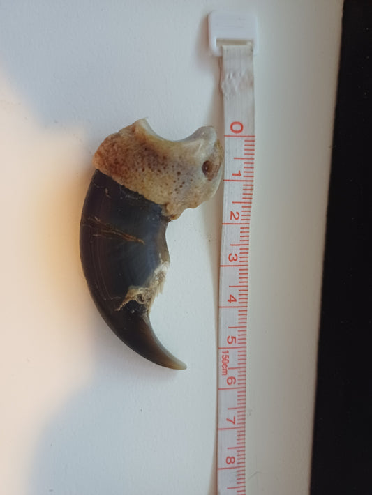 Large Polar bear claw (CITES)