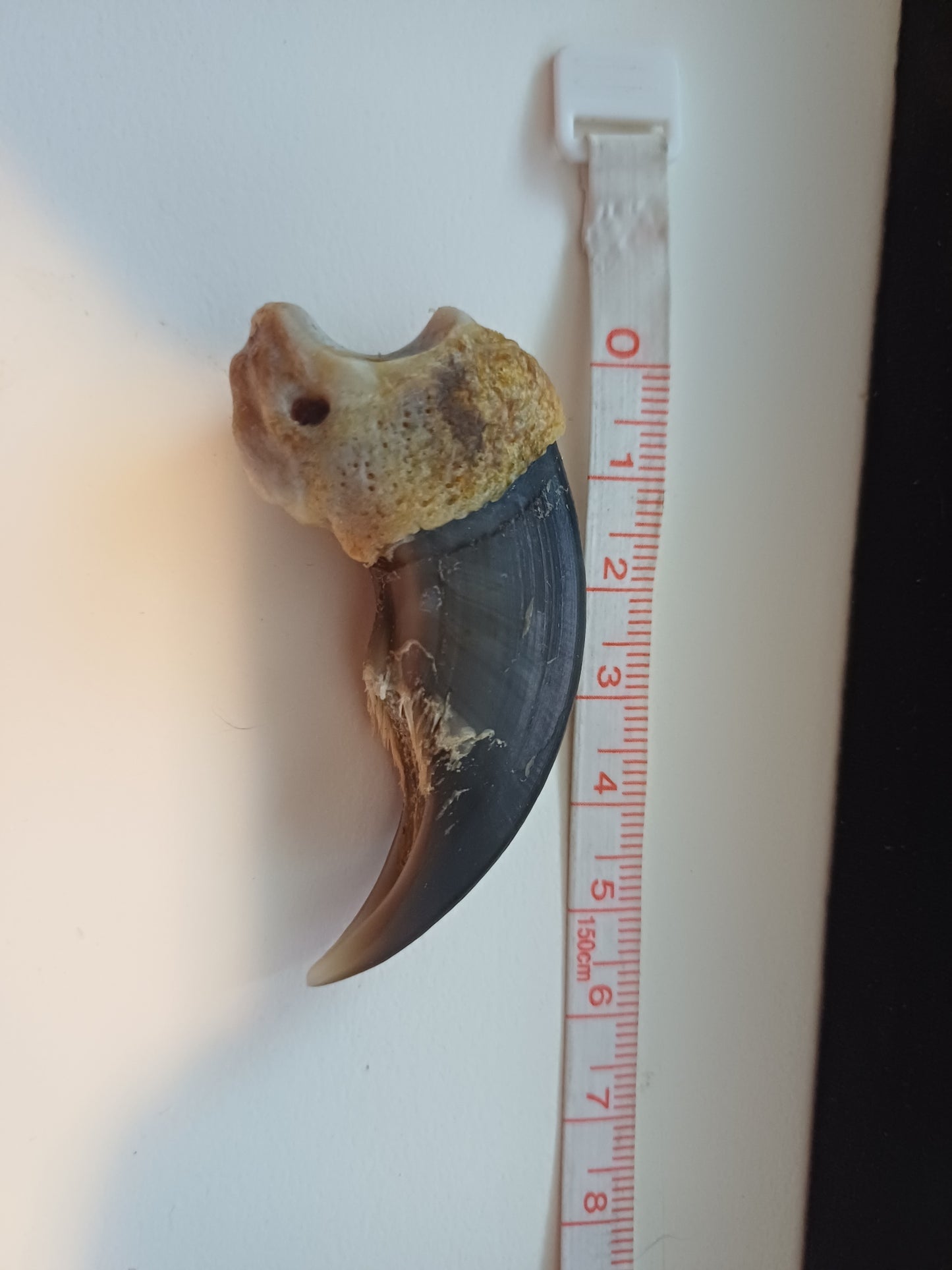 Large Polar bear claw (CITES)