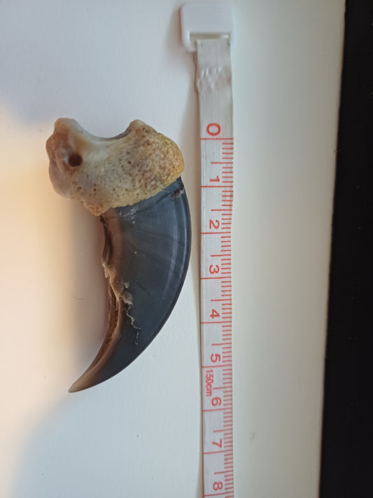 Large Polar bear claw (CITES)