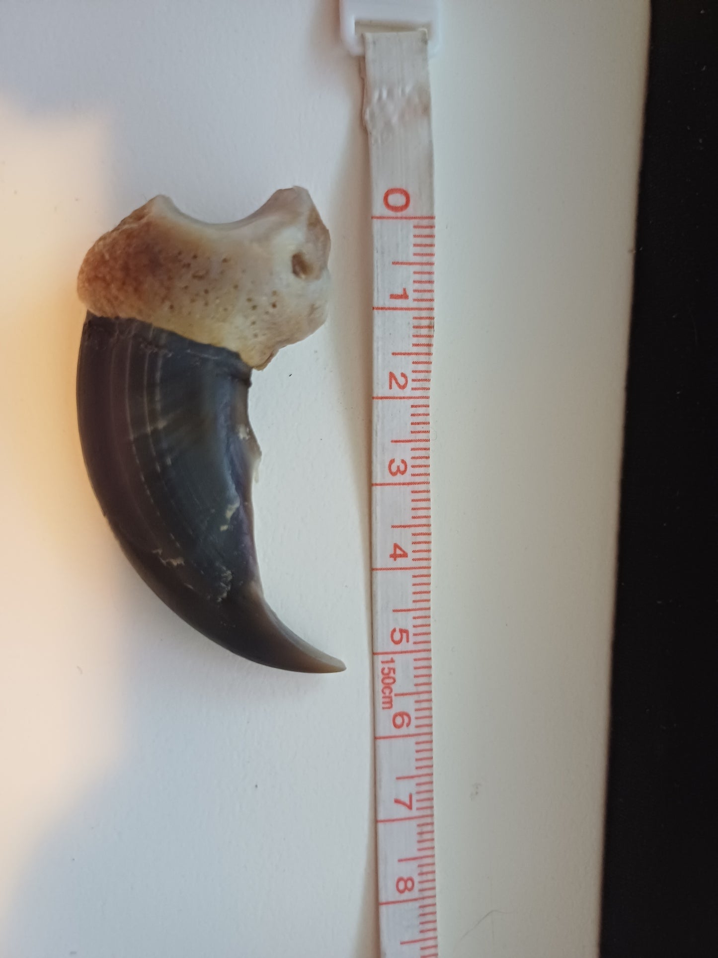 Large Polar bear claw (CITES)