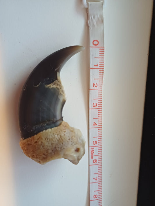 Large Polar bear claw (CITES)