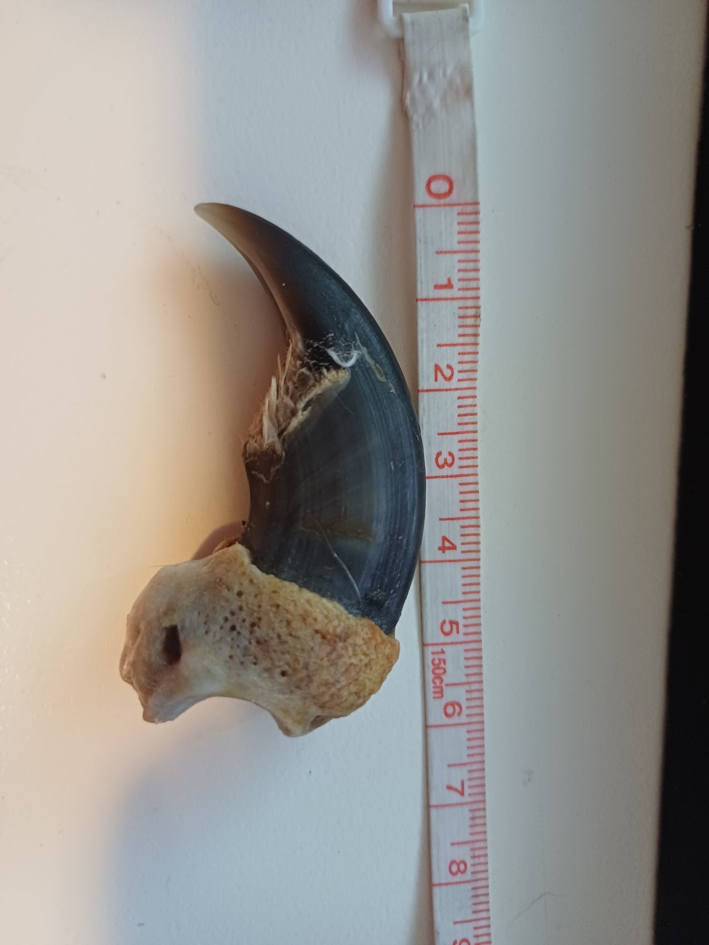 Large Polar bear claw (CITES)