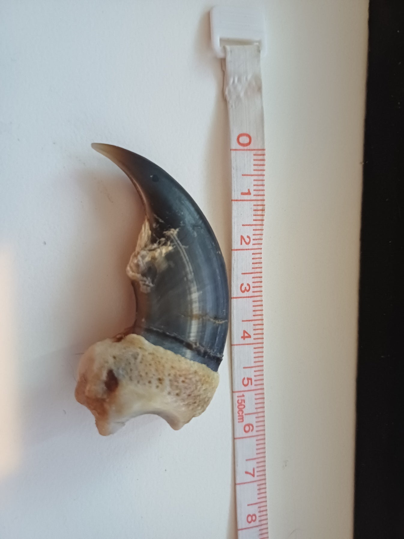 Large Polar bear claw (CITES)