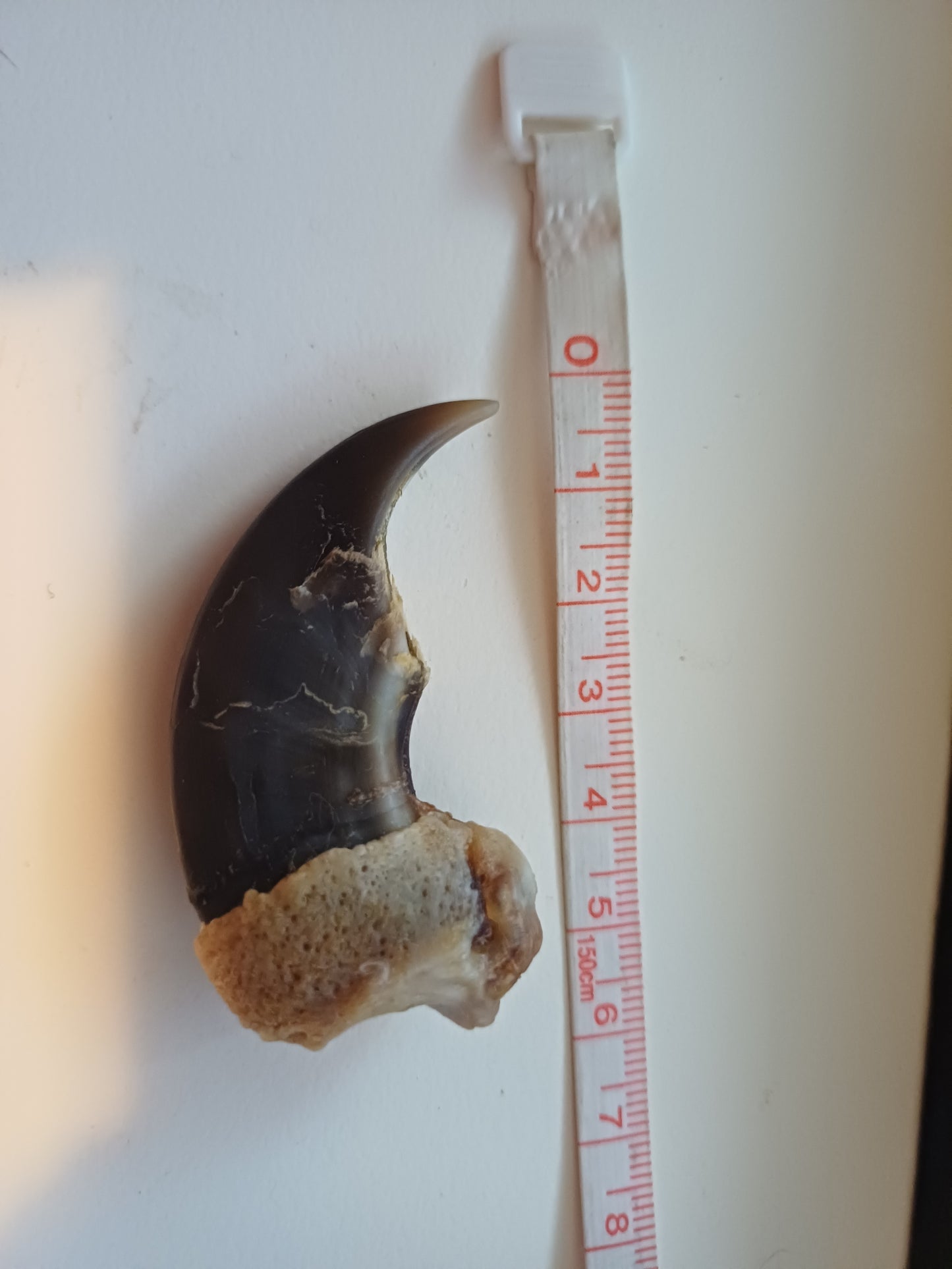 Large Polar bear claw (CITES)
