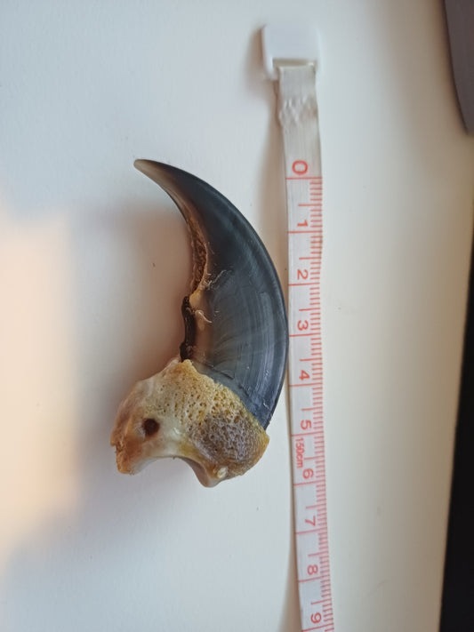 Large Polar bear claw (CITES)