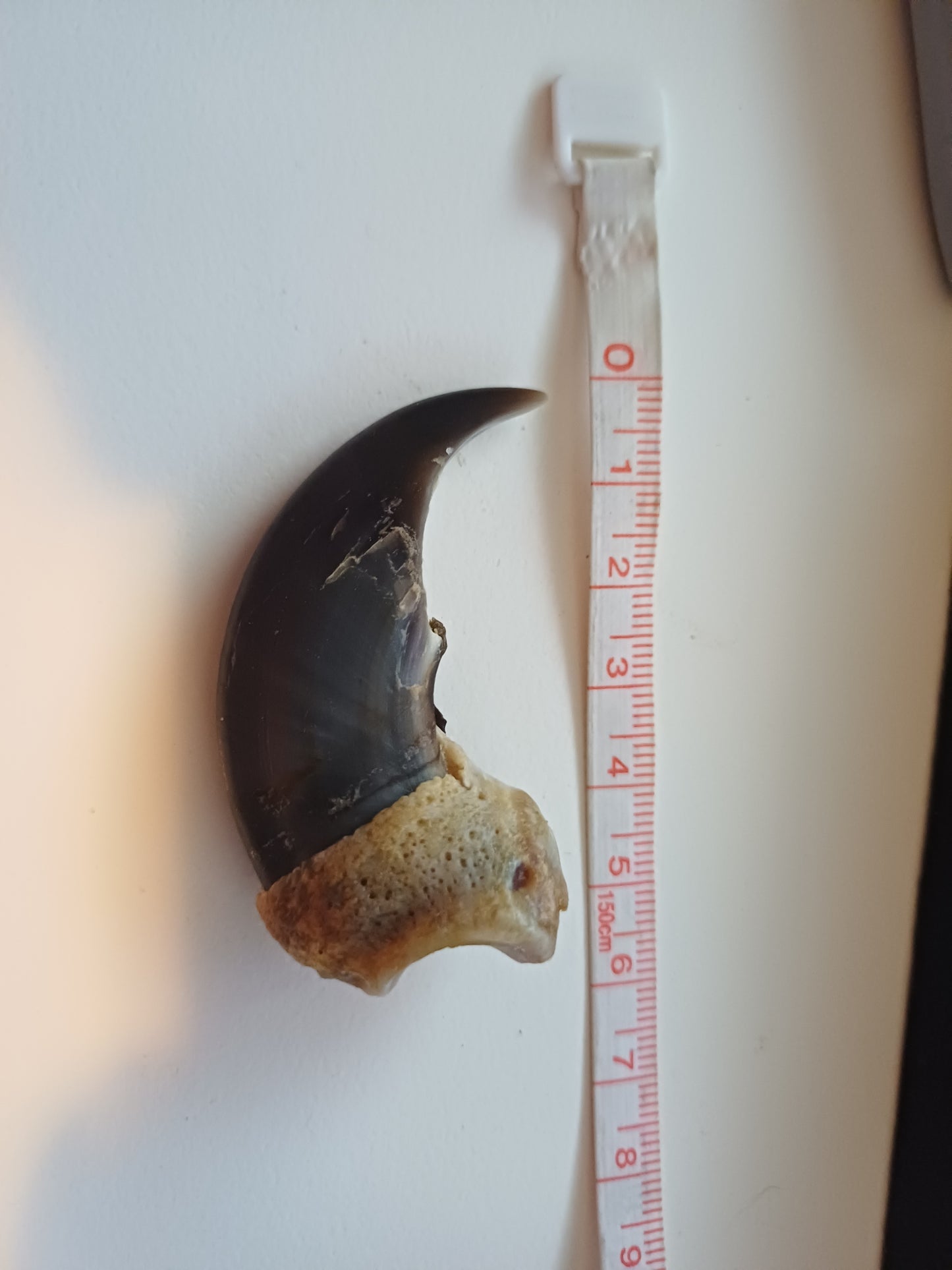 Large Polar bear claw (CITES)