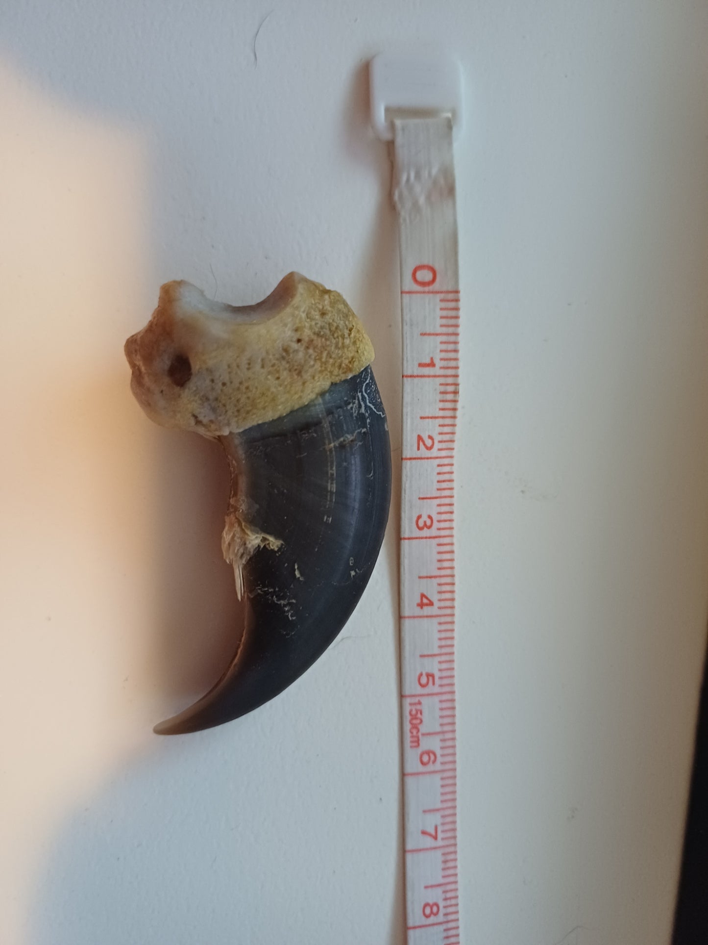 Large Polar bear claw (CITES)