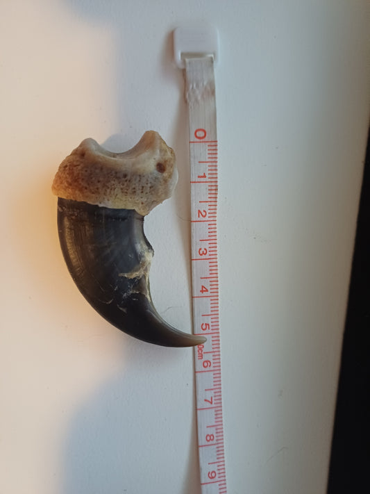 Large Polar bear claw (CITES)
