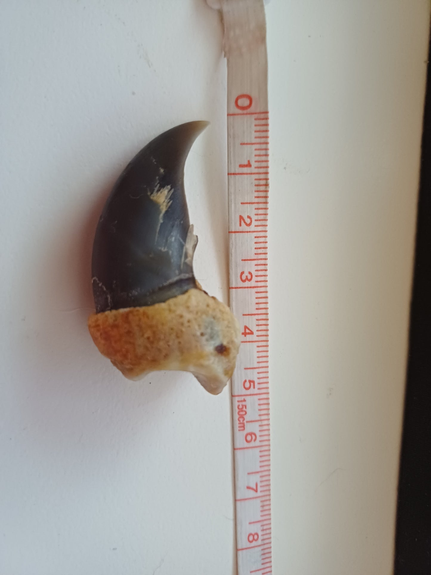 Polar bear claw (CITES)