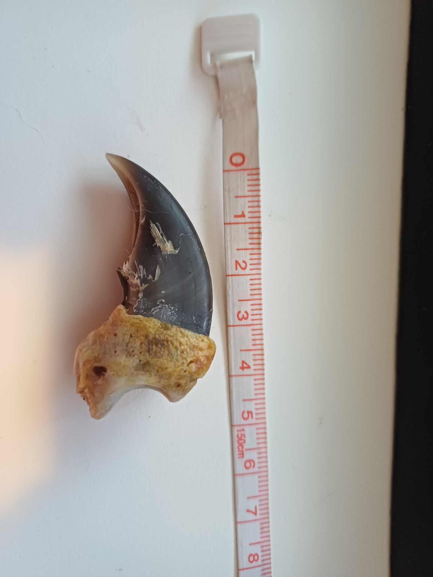 Polar bear claw (CITES)