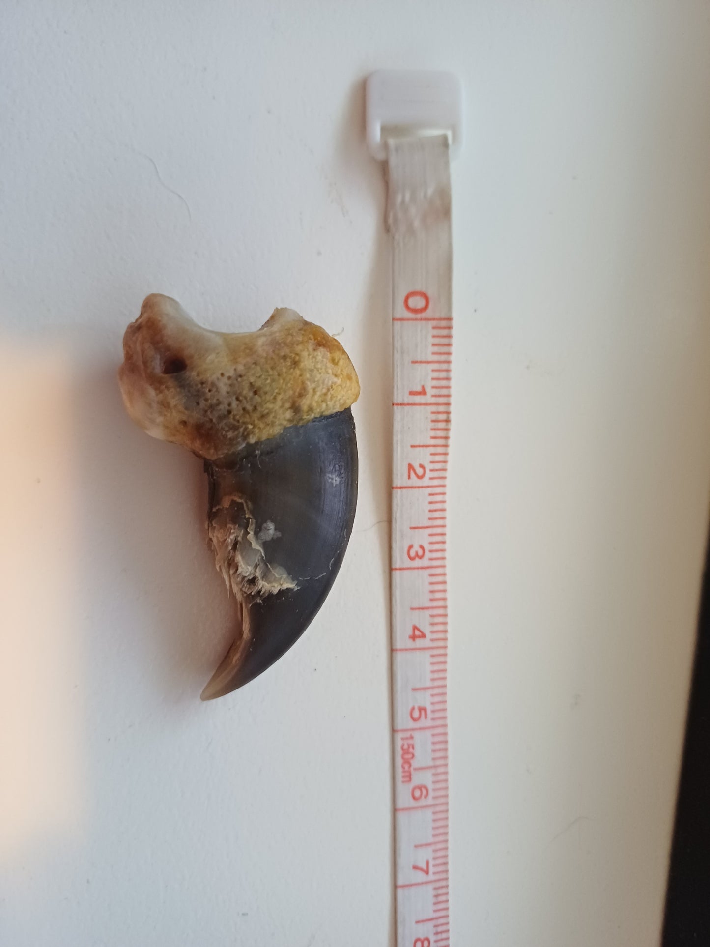 Polar bear claw (CITES)
