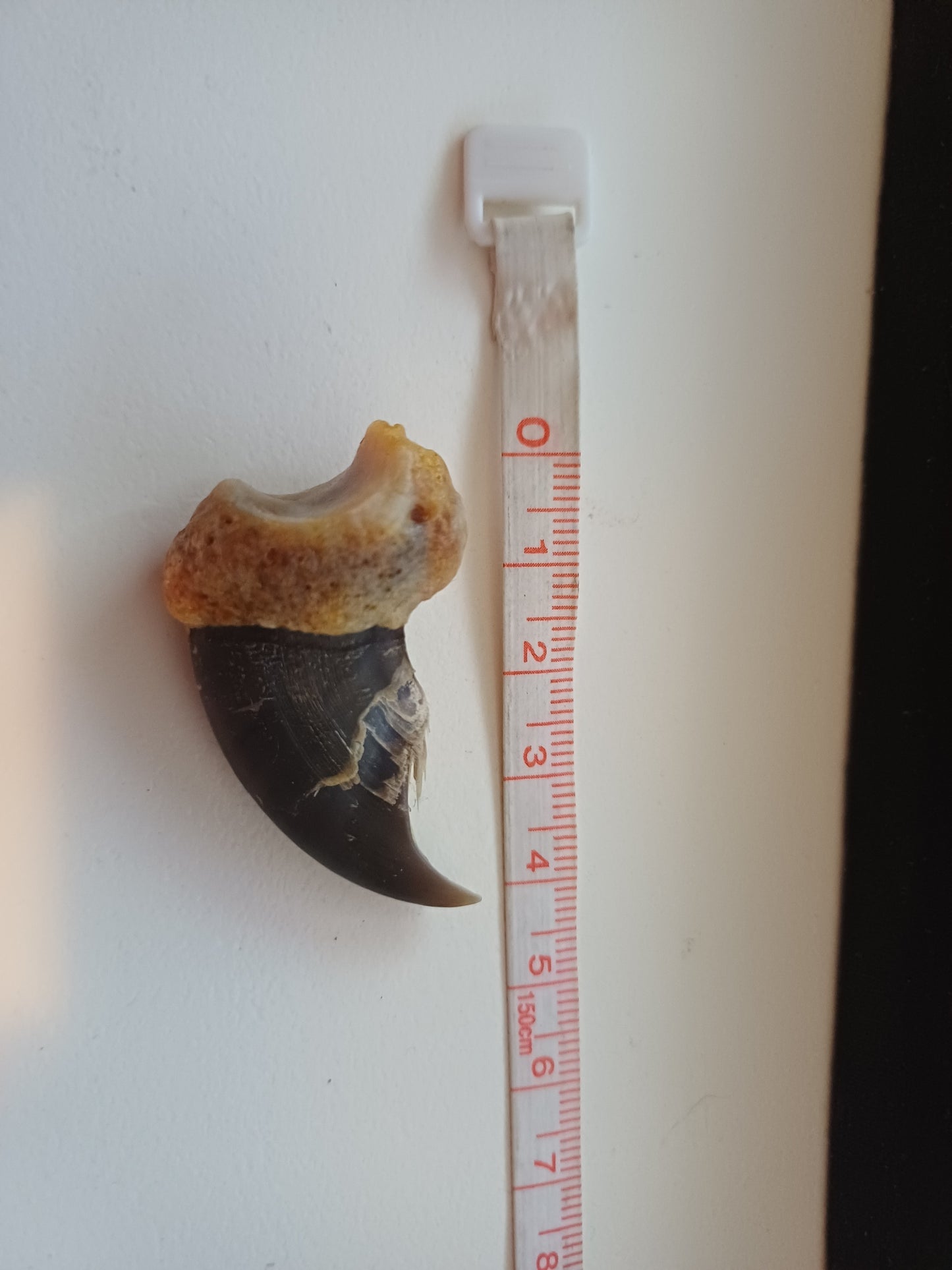 Polar bear claw (CITES)