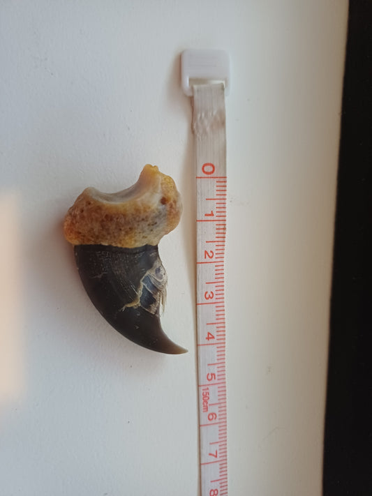 Polar bear claw (CITES)
