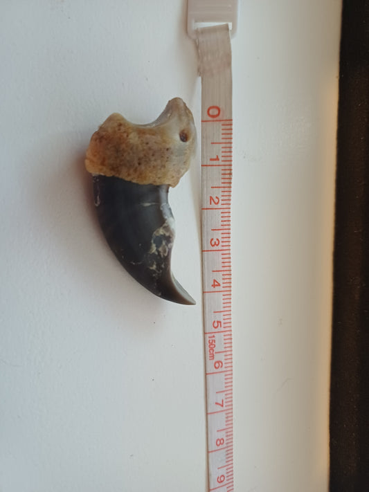 Polar bear claw (CITES)