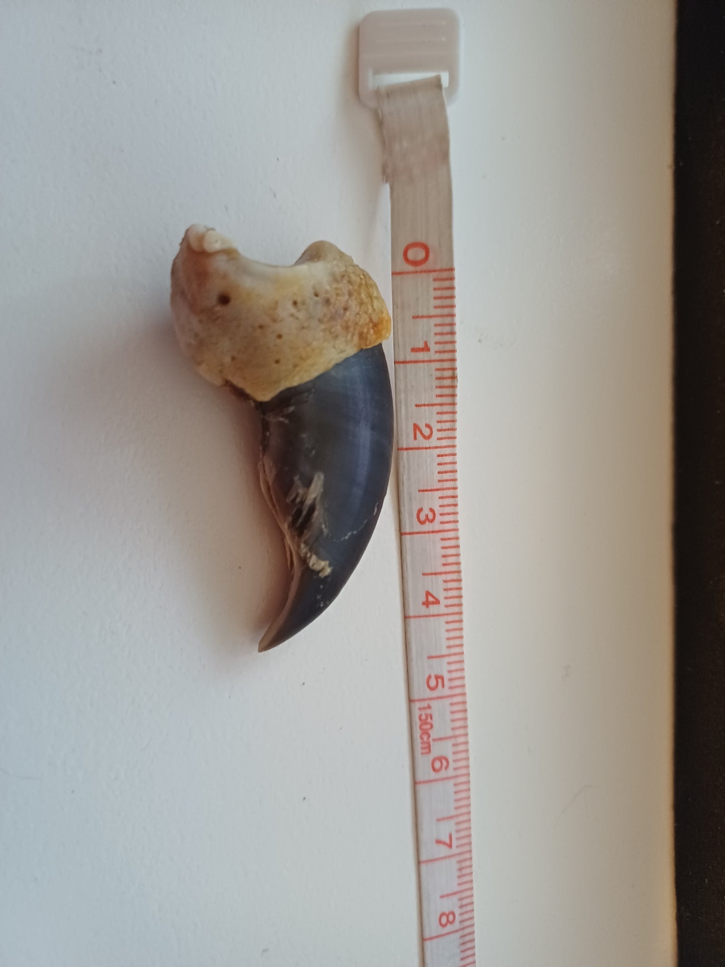 Polar bear claw (CITES)