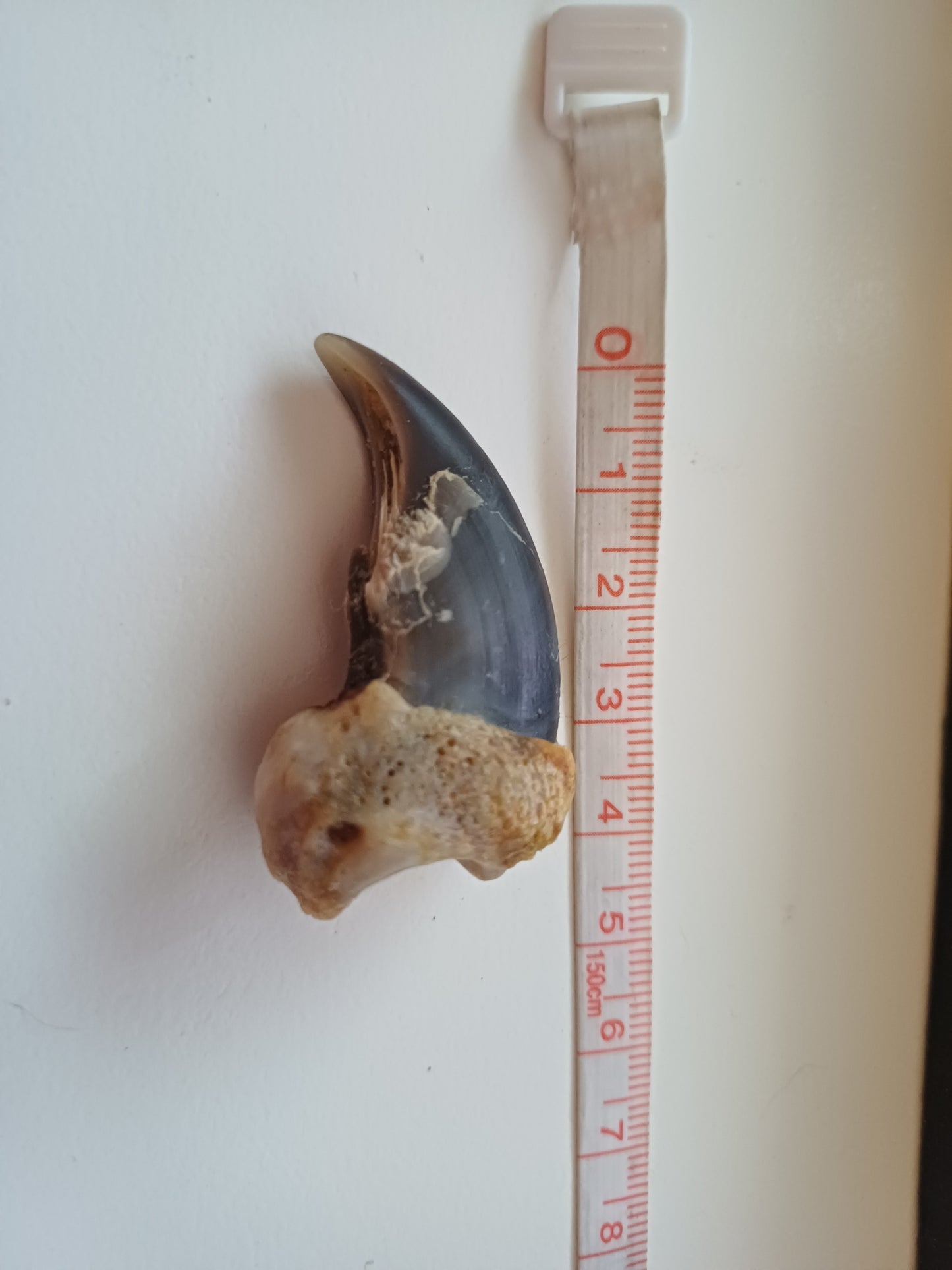Polar bear claw (CITES)