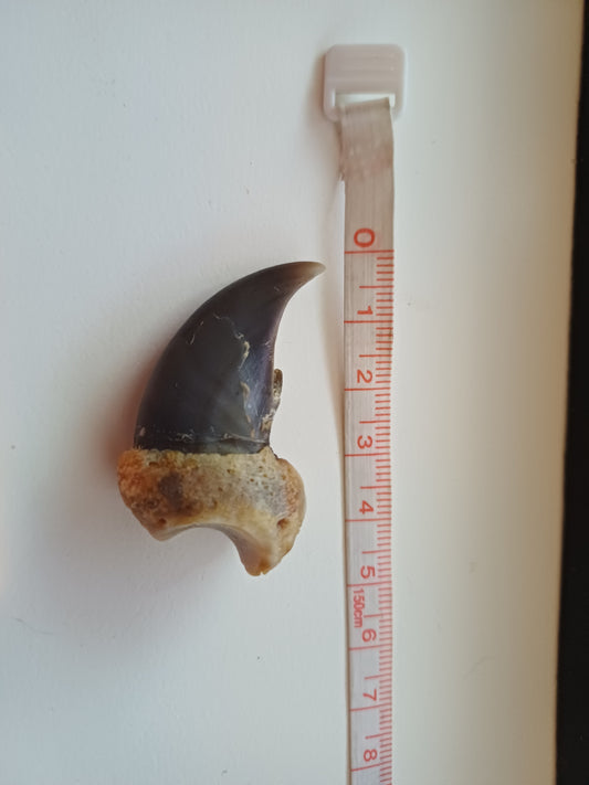 Polar bear claw (CITES)