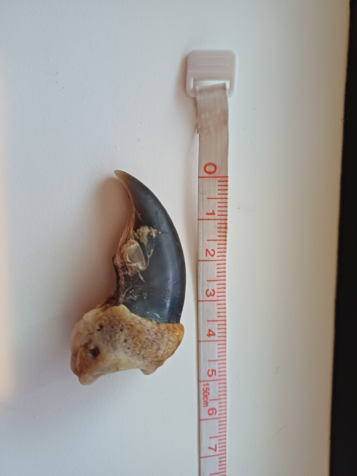 Polar bear claw (CITES)