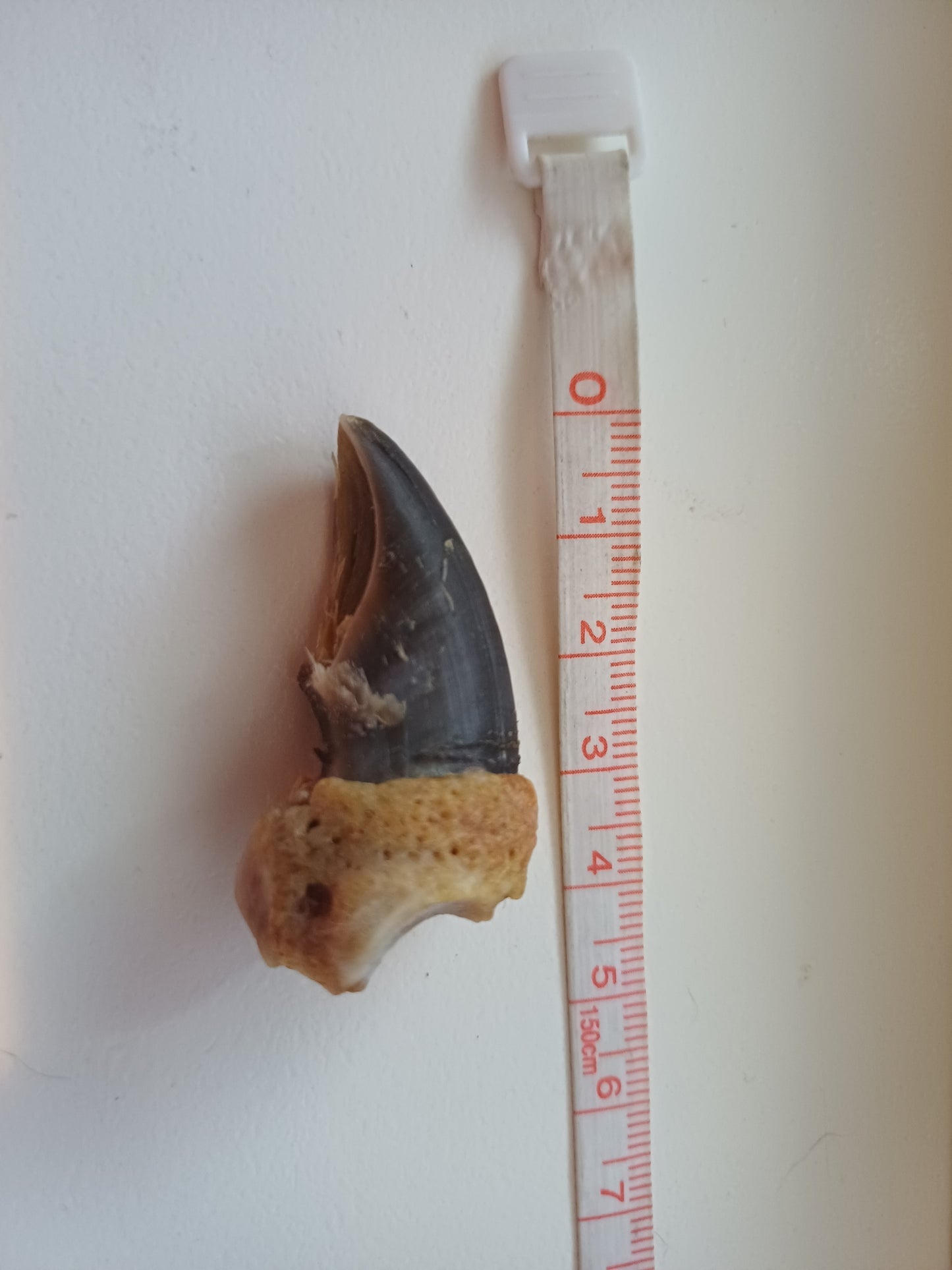 Polar bear claw (CITES)