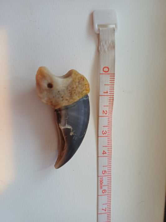 Polar bear claw (CITES)