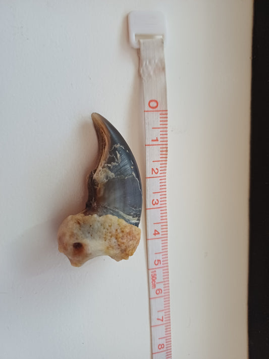 Polar bear claw (CITES)