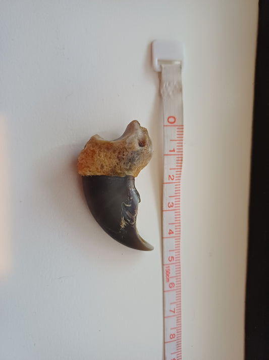 Polar bear claw (CITES)